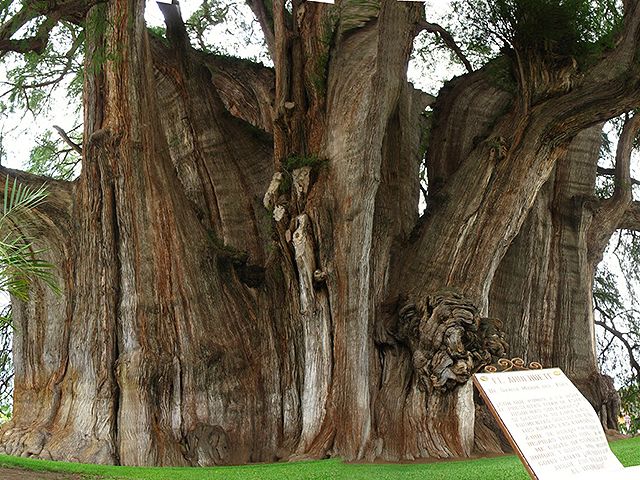 El arbol del Tule